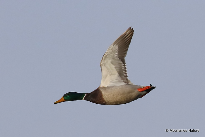 Mallard (Anas platyrhynchos) M, Canard colvert