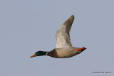Mallard (Anas platyrhynchos) M, Canard colvert