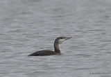 Red-throated Diver (Gavia stellata), Plongeon catmarin 1W