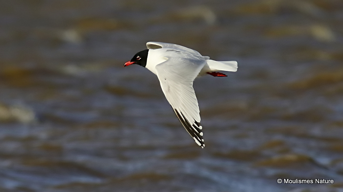 L. melanocephalus 2nd-summer