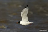 L. melanocephalus 2nd-summer