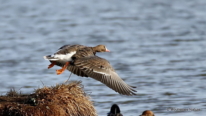 Greater White-fronted Goose (Anser albifrons) Ad, Oie rieuse