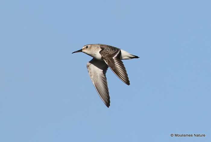 Dunlin (Calidris alpina)