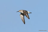 Dunlin (Calidris alpina)