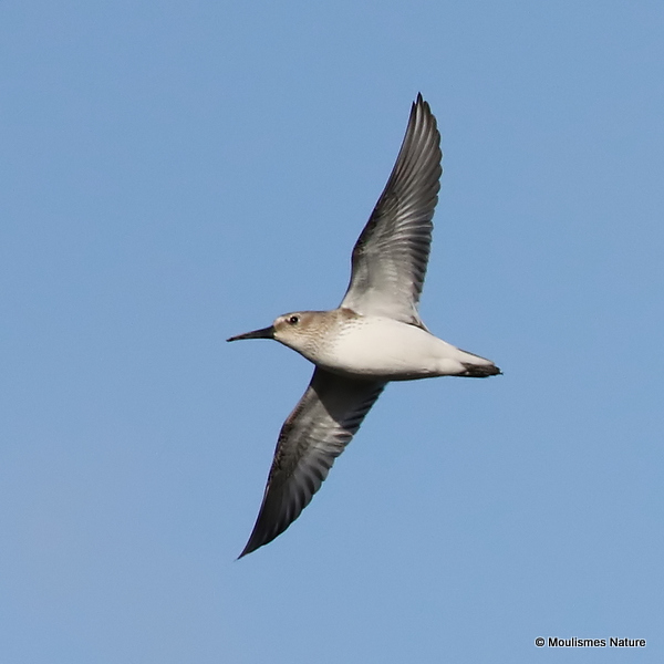 Dunlin (Calidris alpina)