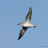 Dunlin (Calidris alpina)