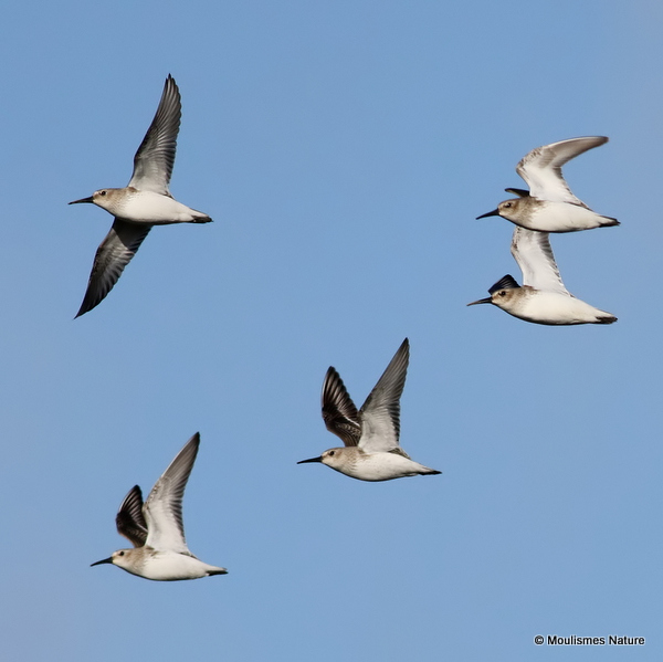 Dunlin (Calidris alpina)