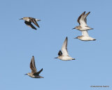 Dunlin (Calidris alpina)