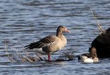 Greylag Goose (Anser anser)