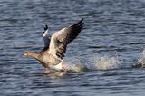Greylag Goose (Anser anser), Oie cendree