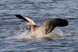 Greylag Goose (Anser anser), Oie cendree