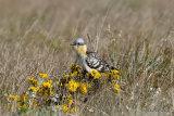 Great Spotted Cuckoo | Clamator glandarius | adult | aerodrome