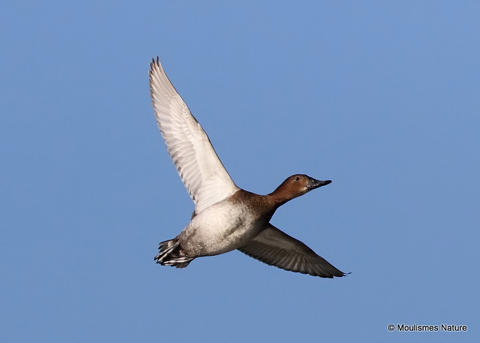 Common Pochard (Aythya ferina) F, Fuligule milouin