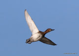 Common Pochard (Aythya ferina) F, Fuligule milouin