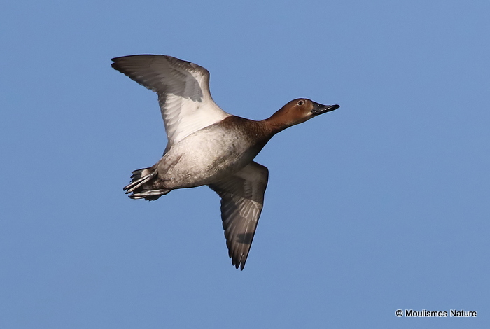 Common Pochard (Aythya ferina) F, Fuligule milouin
