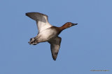 Common Pochard (Aythya ferina) F, Fuligule milouin