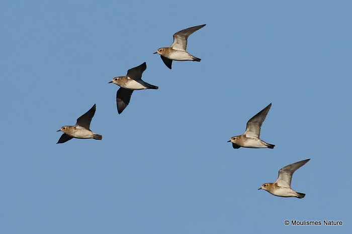 European Golden Plover (Pluvialis apricaria)