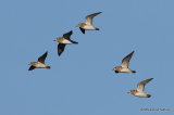 European Golden Plover (Pluvialis apricaria)
