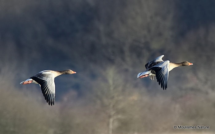 Greylag Goose (Anser anser), Oie cendree
