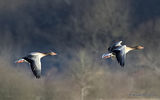 Greylag Goose (Anser anser), Oie cendree