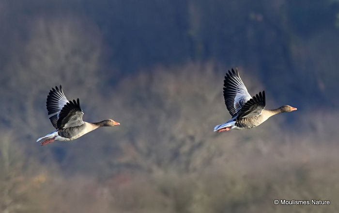 Greylag Goose (Anser anser), Oie cendree