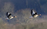 Greylag Goose (Anser anser), Oie cendree