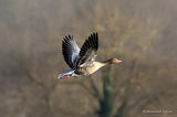 Greylag Goose (Anser anser), Oie cendree
