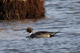 Northern Pintail (Anas acuta) M