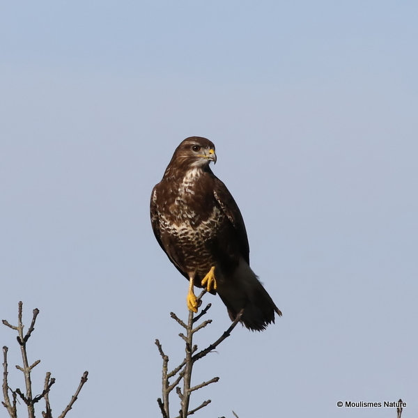 Buteo buteo ad