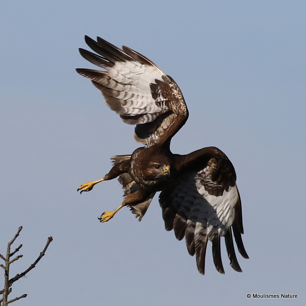 Buteo buteo ad