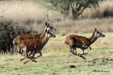 Red Deer (Cervus elaphus)