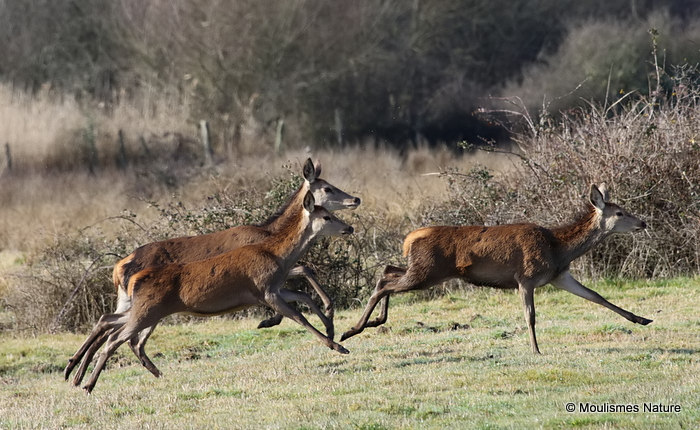 Red Deer (Cervus elaphus)