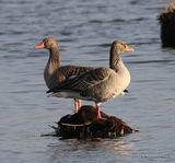 Greylag Goose (Anser anser)