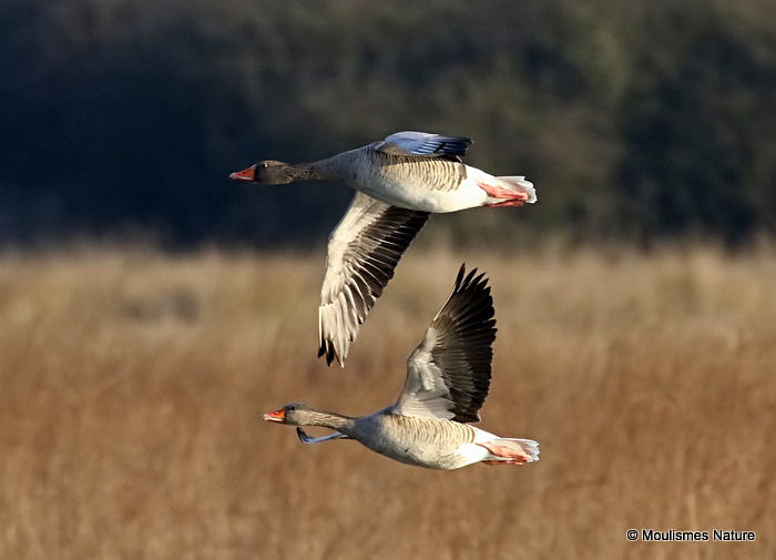 Greylag Goose (Anser anser), Oie cendree