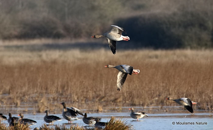 Greylag Goose (Anser anser), Oie cendree