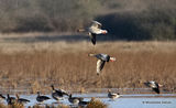 Greylag Goose (Anser anser), Oie cendree
