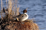 Northern Pintail (Anas acuta) M
