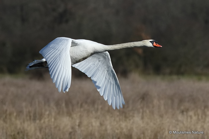 Mute Swan (Cygnus olor) Ad, Cygne tubercule