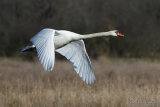 Mute Swan (Cygnus olor) Ad