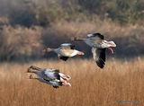 Greylag Goose (Anser anser), Oie cendree