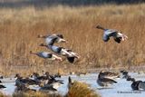 Greylag Goose (Anser anser), Oie cendree
