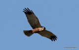 Circus aeruginosus M-Ad