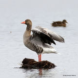 Greylag Goose (Anser anser)