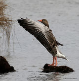 Greylag Goose (Anser anser)
