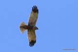 Circus aeruginosus M-Ad