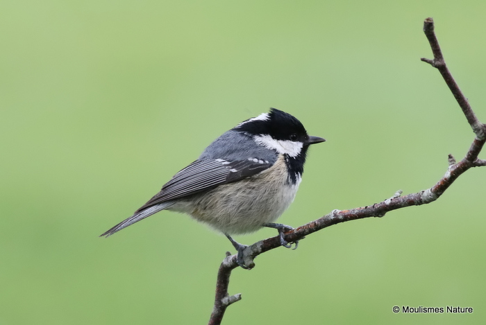 Coal Tit (Parus ater)