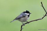 Coal Tit (Parus ater)