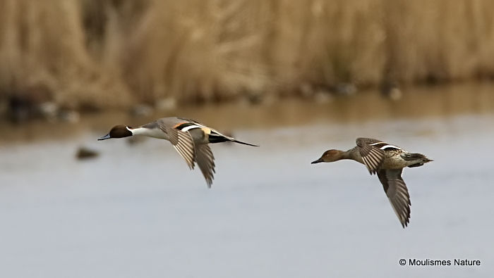 Northern Pintail (Anas acuta), Canard pilet