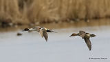 Northern Pintail (Anas acuta), Canard pilet
