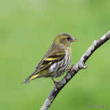 European Siskin (Carduelis spinus) F